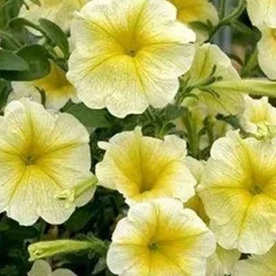 Купить Петуния ампельная Лавина Желтая 10шт Поиск