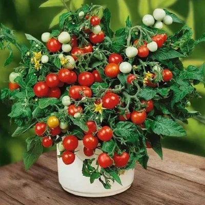 Купить Томат Пиноккио 12шт  Поиск 
