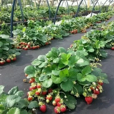 Купить Спанбонд укрывной №60 3,2х10м черный